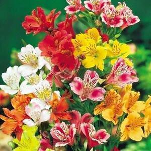 Click to open expanded view Indian Gardening Peruvian Lily