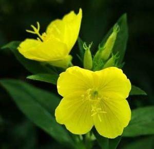 Indian Gardening Yellow Evening Primrose Oenothera Lamarckiana Flower